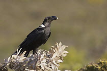 White-necked Raven (Corvus albicollis), Western Cape, South Africa