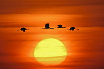 Common Crane (Grus grus) group flying at sunset, Mecklenburg-Vorpommern, Germany