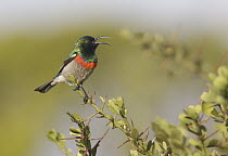 Southern Double-collared Sunbird (Cinnyris chalybeus) male calling, Eastern Cape, South Africa