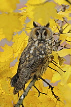 Long-eared Owl (Asio otus), North Rhine-Westphalia, Germany