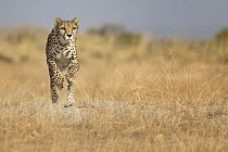 Cheetah (Acinonyx jubatus) female running, native to Africa and Asia