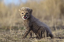 Cheetah (Acinonyx jubatus) cub in alarmed position, native to Africa and Asia