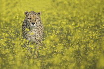 Cheetah (Acinonyx jubatus) in blooming meadow, native to Africa and Asia