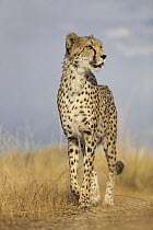 Cheetah (Acinonyx jubatus) female, native to Africa and Asia