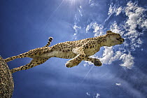 Cheetah (Acinonyx jubatus) female jumping down from rock, native to Africa and Asia