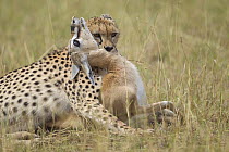 Cheetah (Acinonyx jubatus) suffocating Thomson's Gazelle (Eudorcas thomsonii) prey, Masai Mara, Kenya