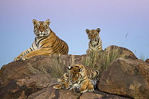 Tiger (Panthera tigris) female with cubs, native to Asia