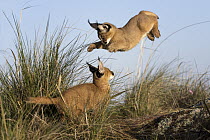Caracal (Caracal caracal) cubs playing, native to Africa and Asia