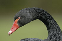 Black Swan (Cygnus atratus), North Rhine-Westphalia, Germany