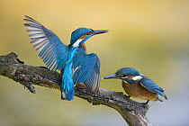 Common Kingfisher (Alcedo atthis) parent spreading wings near fledgling, North Rhine-Westphalia, Germany