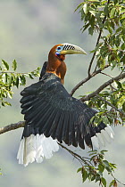 Rufous-necked Hornbill (Aceros nipalensis) male stretching, Darjeeling, India