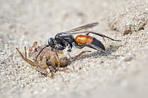 Spider Wasp (Anoplius infuscatus) dragging paralysed spider prey, Saxony-Anhalt, Germany
