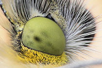 Orange Tip (Anthocharis cardamines) butterfly compound eye, Hesse, Germany