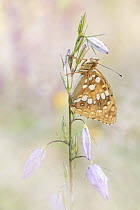 High Brown Fritillary (Argynnis adippe) butterfly, Dalmatia, Croatia