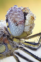 Red-veined Darter (Sympetrum fonscolombii) dragonfly compound eye covered with dew, Hesse, Germany