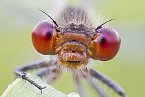 Damselfly (Erythromma sp) head and compound eyes, Hesse, Germany