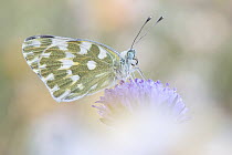 Eastern Bath White (Pontia edusa) butterfly, Dalmatia, Croatia