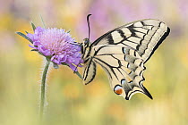 Oldworld Swallowtail (Papilio machaon) butterfly, Hesse, Germany