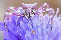 Yellow Crab Spider (Thomisus onustus) camouflaged on flower, Dalmatia, Croatia