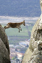 Pyrenean Ibex (Capra pyrenaica) female jumping between rock faces, Sierra de Guadarrama National Park, Spain
