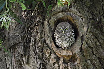 Little Owl (Athene noctua) chick in nest cavity, North Rhine-Westphalia, Germany