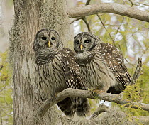 Barred Owl (Strix varia) pair, Florida