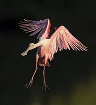 Roseate Spoonbill (Platalea ajaja) flying, Florida