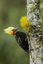 Blond-crested Woodpecker (Celeus flavescens), Atlantic Rainforest, Brazil
