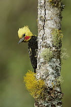 Blond-crested Woodpecker (Celeus flavescens), Atlantic Rainforest, Brazil