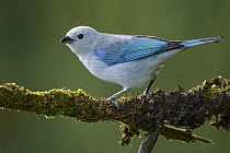 Blue-gray Tanager (Thraupis episcopus), Colombia