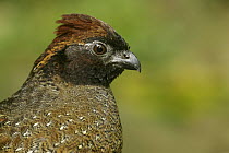 Black-fronted Wood-Quail (Odontophorus atrifrons), Colombia