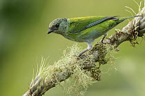 Black-capped Tanager (Tangara heinei), Colombia