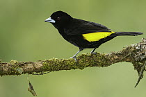 Flame-rumped Tanager (Ramphocelus flammigerus), Colombia