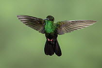 Red-footed Plumeleteer (Chalybura urochrysia) flying, Costa Rica
