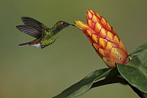 Coppery-headed Emerald (Elvira cupreiceps) feeding on flower nectar, Costa Rica