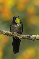 Black-backed Thornbill (Ramphomicron dorsale) hummingbird, Colombia