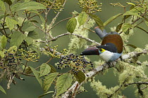 Black-billed Mountain-Toucan (Andigena nigrirostris) feeding on berries, Colombia
