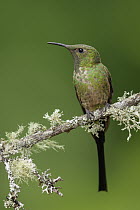Black-tailed Trainbearer (Lesbia victoriae) hummingbird, Colombia