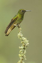 Buff-tailed Coronet (Boissonneaua flavescens), Colombia
