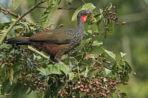 Cauca Guan (Penelope perspicax), Colombia