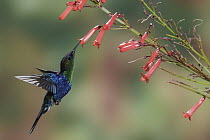 Violet-crowned Woodnymph (Thalurania colombica) feeding on flower nectar, Colombia