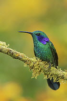 Green Violet-ear (Colibri thalassinus) hummingbird, Colombia