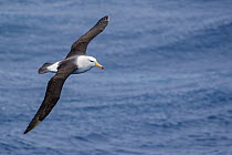 Black-browed Albatross (Thalassarche melanophrys) flying over ocean, South Georgia Island