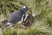 Gentoo Penguin (Pygoscelis papua) on nest, South Georgia Island