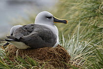 Grey-headed Albatross (Thalassarche chrysostoma) on nest, South Georgia Island