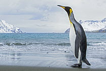King Penguin (Aptenodytes patagonicus) on beach, South Georgia Island