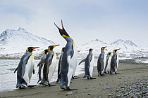King Penguin (Aptenodytes patagonicus) displaying on beach in group, South Georgia Island
