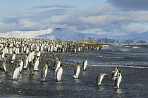 King Penguin (Aptenodytes patagonicus) colony on beach, South Georgia Island