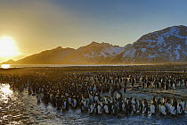 King Penguin (Aptenodytes patagonicus) colony and mountains, South Georgia Island