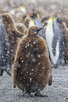 King Penguin (Aptenodytes patagonicus) chick in colony during snowfall, South Georgia Island